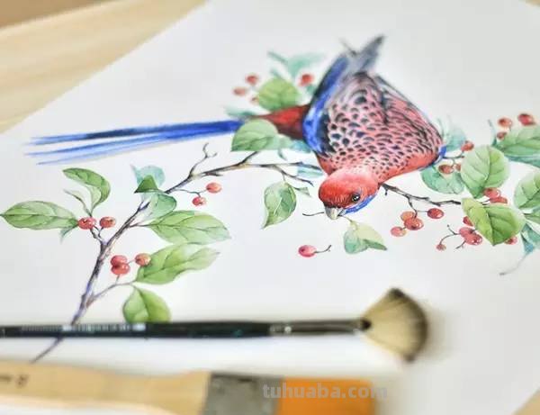 这些水彩插画，干净细腻，太美了