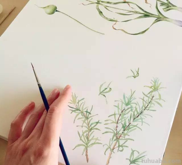 这些水彩插画，干净细腻，太美了
