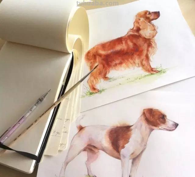 这些水彩插画，干净细腻，太美了