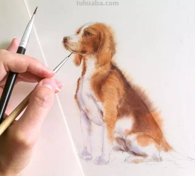 这些水彩插画，干净细腻，太美了