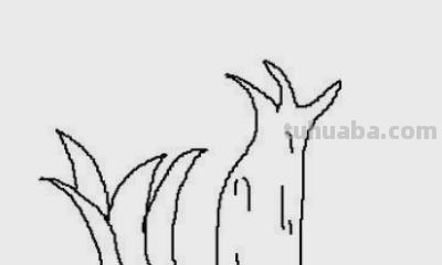 瓜藤怎么画简笔画 藤蔓怎么画？