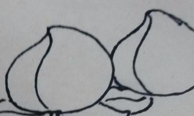 桃子怎么画 简笔画 幼儿手工简笔画桃子画法？