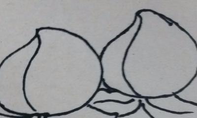 桃子怎么画 简笔画 幼儿手工简笔画桃子画法？