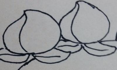 桃子怎么画 简笔画 幼儿手工简笔画桃子画法？