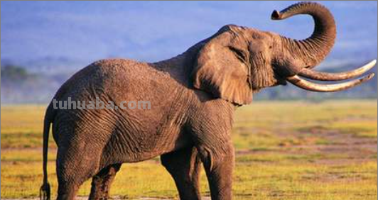 大象的尾巴像什么?