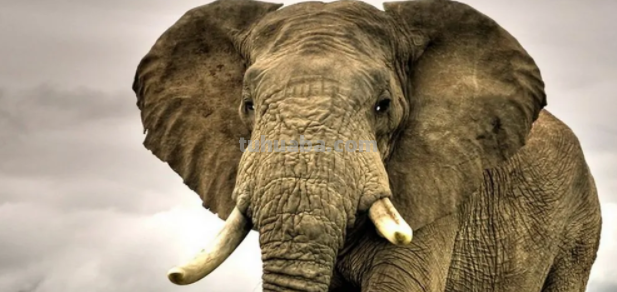 大象的尾巴像什么?