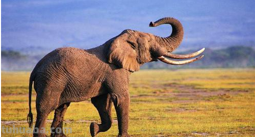 大象的尾巴像什么比喻