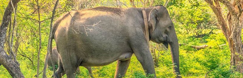 大象的尾巴像什么