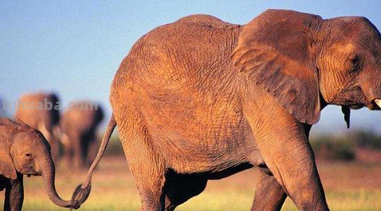 大象的尾巴像什么