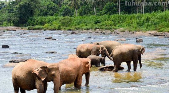 大象的尾巴像什么