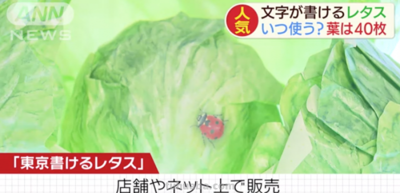 生菜记事本,芥末水彩笔,文具界的大变身!生活如此有趣精彩 生菜记事本,芥末水彩笔,文具界的大变身!生活如此有趣精彩