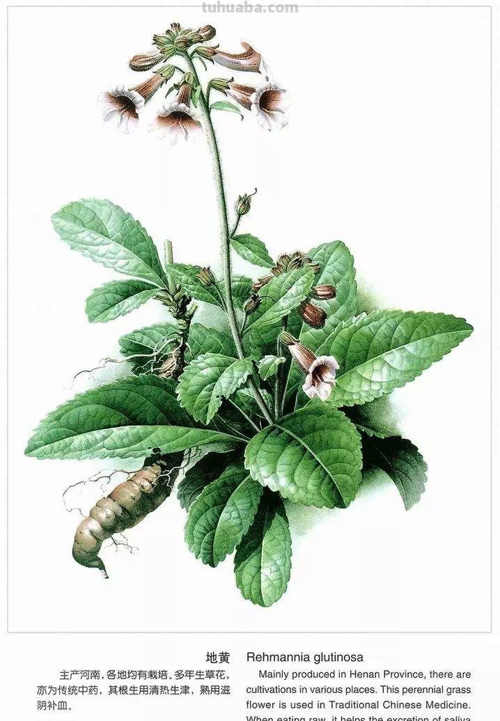 为灭绝的生物留痕！带大家认识曾孝濂老师，他的画，可以把人美哭