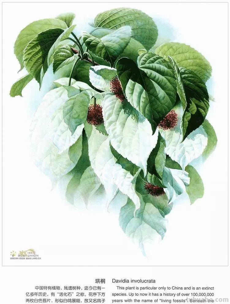 为灭绝的生物留痕！带大家认识曾孝濂老师，他的画，可以把人美哭