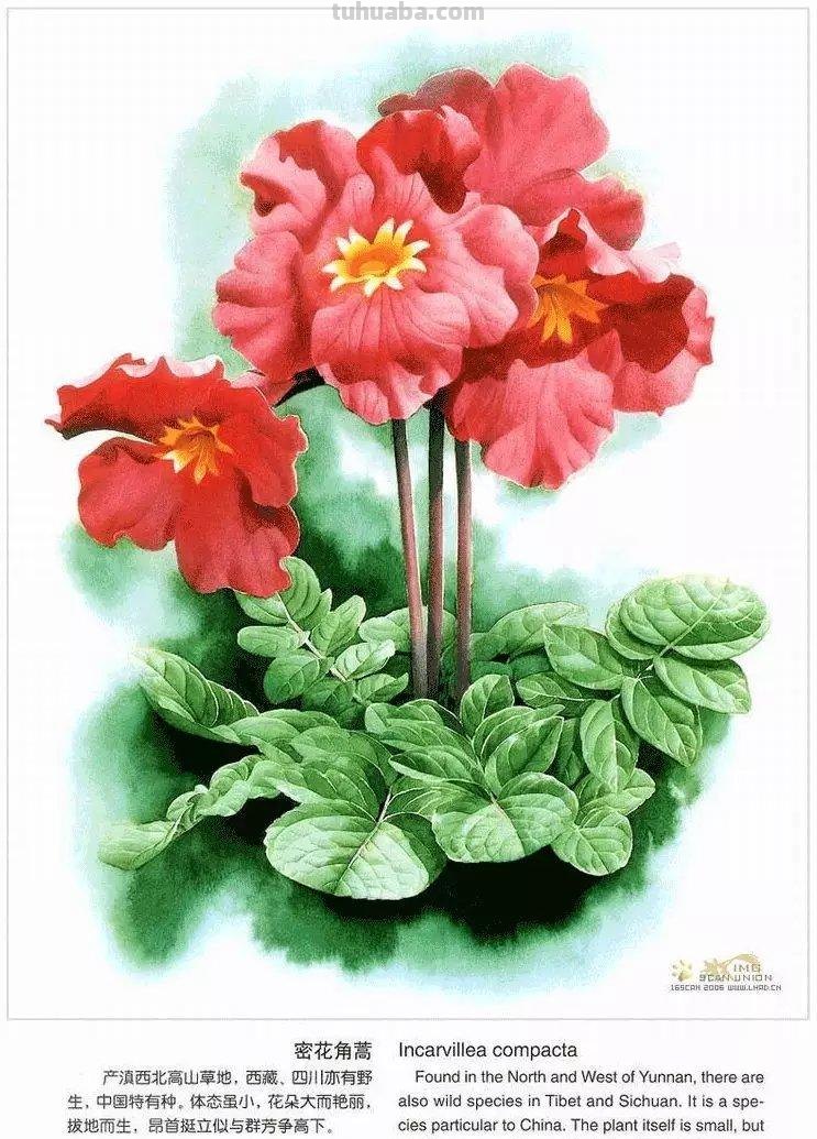 为灭绝的生物留痕！带大家认识曾孝濂老师，他的画，可以把人美哭