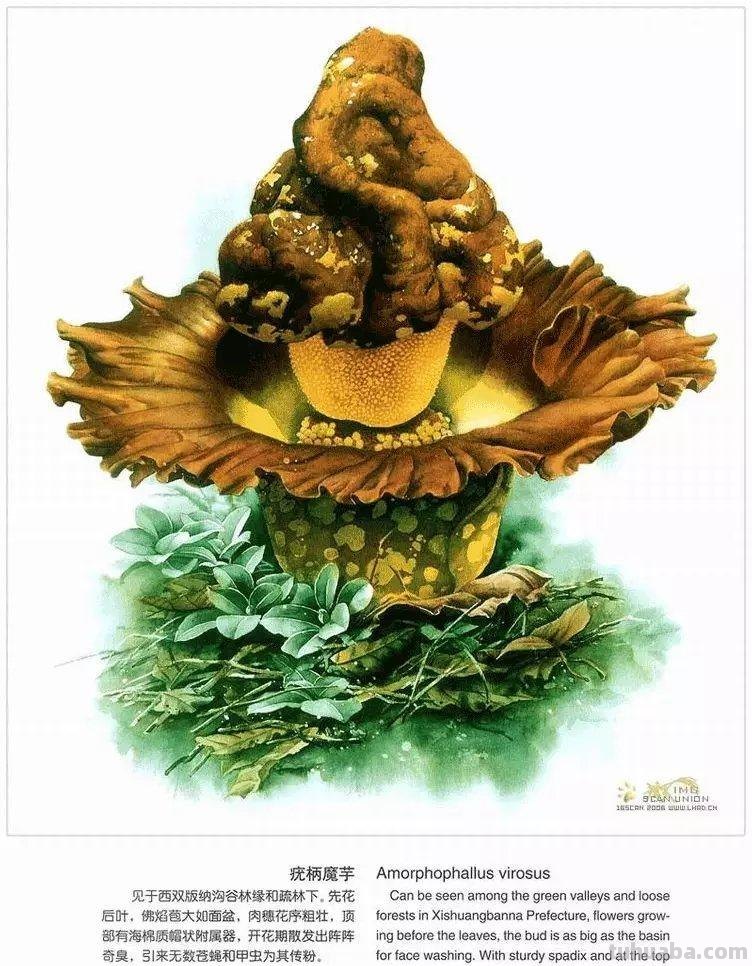 为灭绝的生物留痕！带大家认识曾孝濂老师，他的画，可以把人美哭