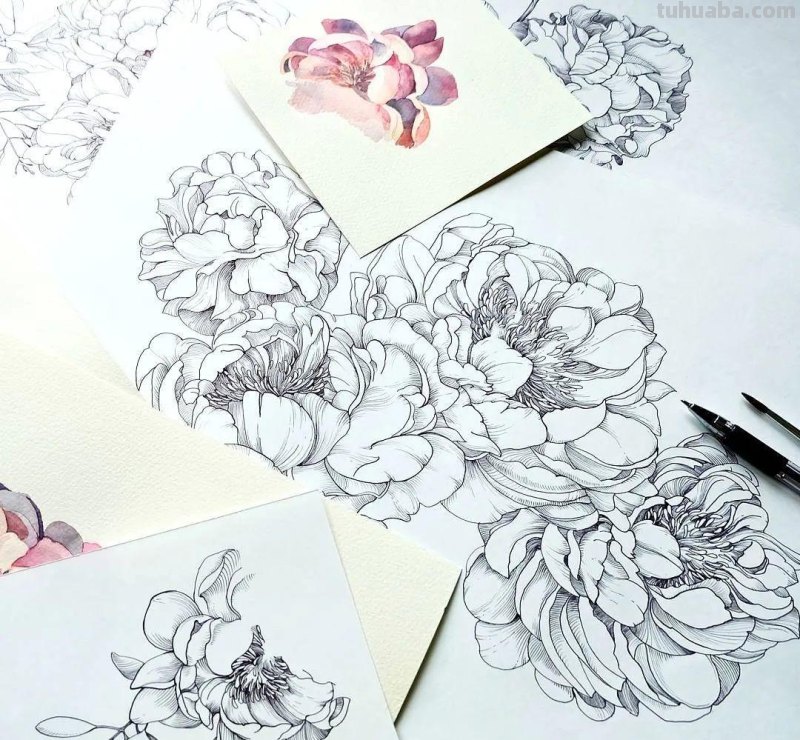 美醉，水彩女神笔下的插画，27万粉丝之疯狂，一笔一画吹爆了