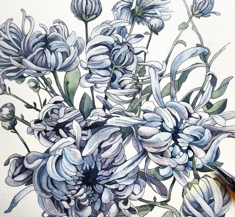 美醉，水彩女神笔下的插画，27万粉丝之疯狂，一笔一画吹爆了