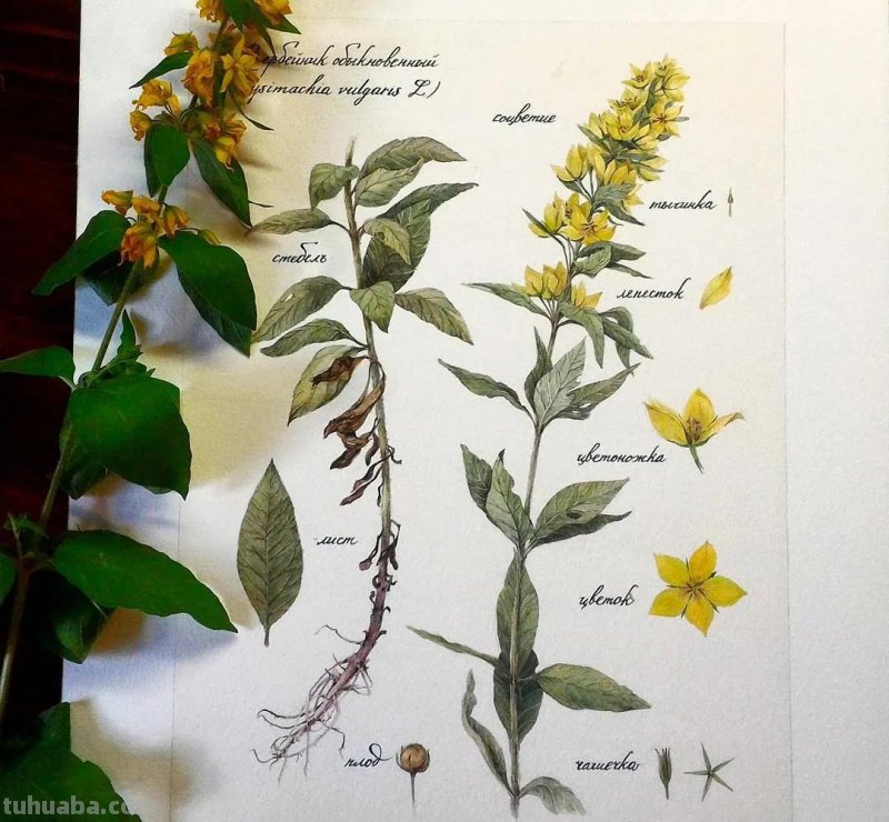 美醉，水彩女神笔下的插画，27万粉丝之疯狂，一笔一画吹爆了