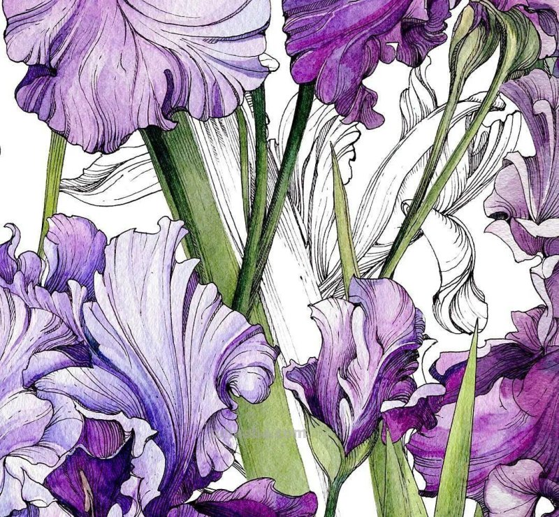 美醉，水彩女神笔下的插画，27万粉丝之疯狂，一笔一画吹爆了