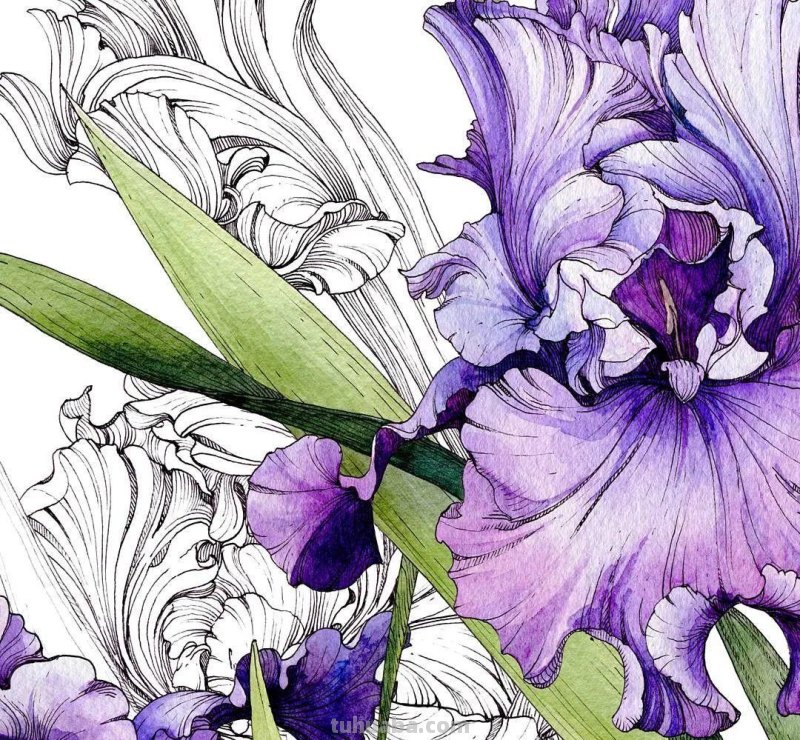 美醉，水彩女神笔下的插画，27万粉丝之疯狂，一笔一画吹爆了