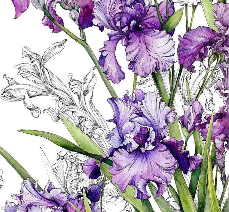 美醉，水彩女神笔下的插画，27万粉丝之疯狂，一笔一画吹爆了