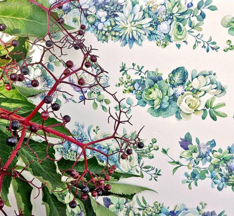 美醉，水彩女神笔下的插画，27万粉丝之疯狂，一笔一画吹爆了