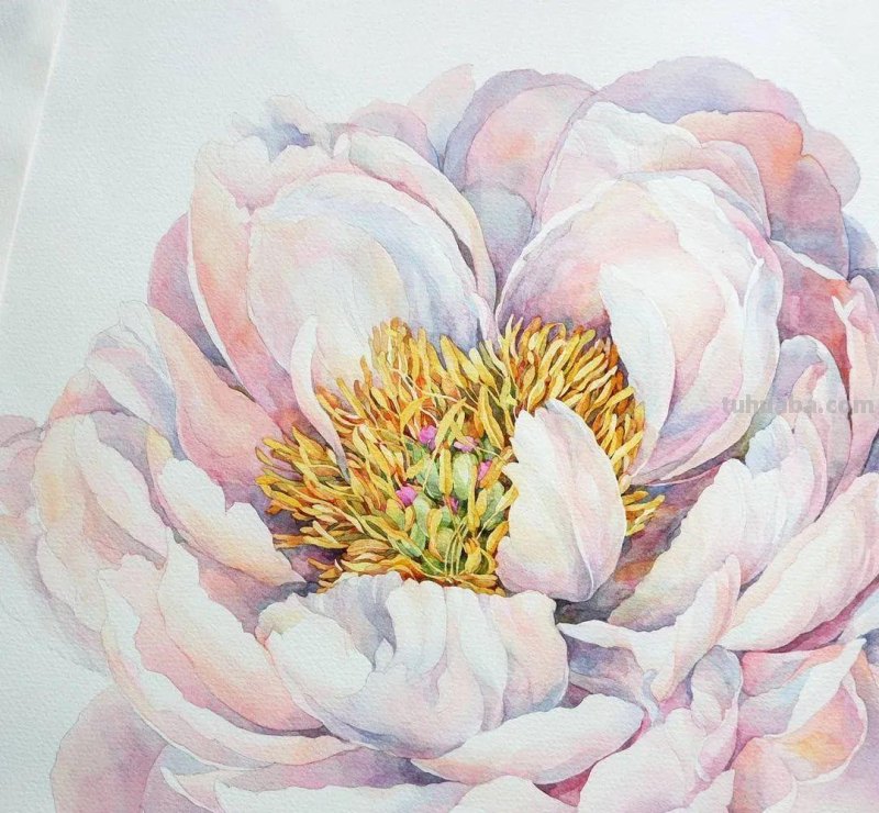 美醉，水彩女神笔下的插画，27万粉丝之疯狂，一笔一画吹爆了