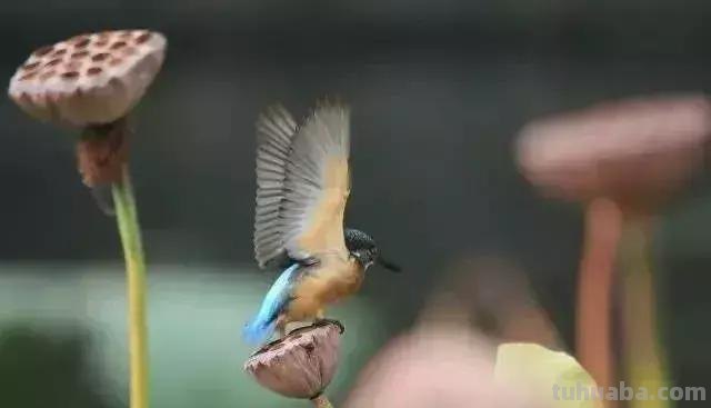 图文教程丨26幅花鸟,翠鸟的画法(太全了~) 图文教程丨26幅花鸟,翠鸟的画法(太全了~)