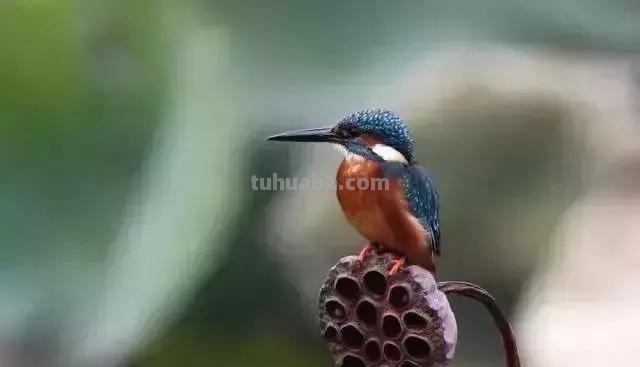 图文教程丨26幅花鸟,翠鸟的画法(太全了~) 图文教程丨26幅花鸟,翠鸟的画法(太全了~)