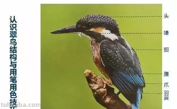 图文教程丨26幅花鸟,翠鸟的画法(太全了~) 图文教程丨26幅花鸟,翠鸟的画法(太全了~)