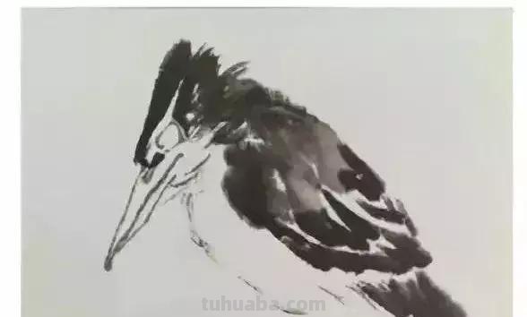 图文教程丨26幅花鸟,翠鸟的画法(太全了~) 图文教程丨26幅花鸟,翠鸟的画法(太全了~)