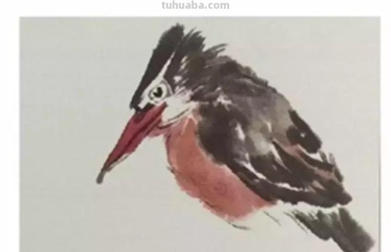 图文教程丨26幅花鸟,翠鸟的画法(太全了~) 图文教程丨26幅花鸟,翠鸟的画法(太全了~)