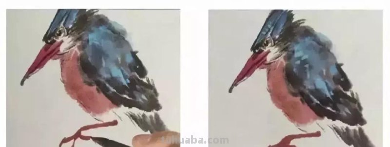 图文教程丨26幅花鸟,翠鸟的画法(太全了~) 图文教程丨26幅花鸟,翠鸟的画法(太全了~)