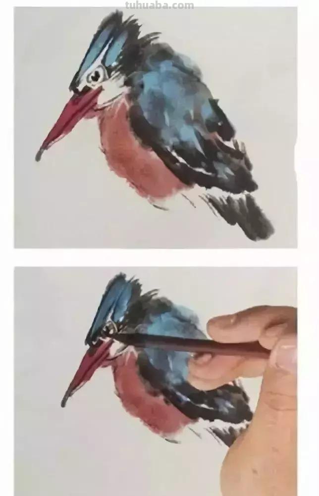 图文教程丨26幅花鸟,翠鸟的画法(太全了~) 图文教程丨26幅花鸟,翠鸟的画法(太全了~)
