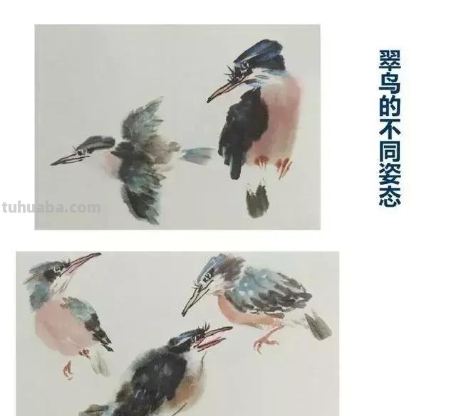 图文教程丨26幅花鸟,翠鸟的画法(太全了~) 图文教程丨26幅花鸟,翠鸟的画法(太全了~)