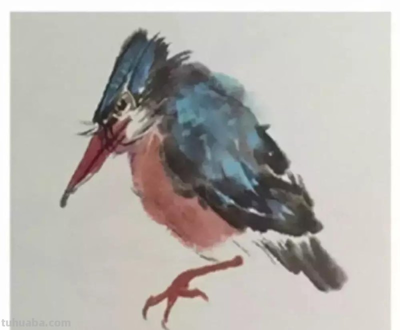 图文教程丨26幅花鸟,翠鸟的画法(太全了~) 图文教程丨26幅花鸟,翠鸟的画法(太全了~)