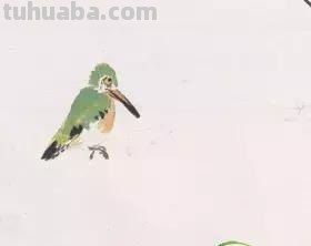 图文教程丨26幅花鸟,翠鸟的画法(太全了~) 图文教程丨26幅花鸟,翠鸟的画法(太全了~)