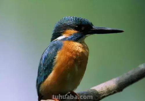 图文教程丨26幅花鸟,翠鸟的画法(太全了~) 图文教程丨26幅花鸟,翠鸟的画法(太全了~)