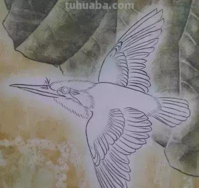 图文教程丨26幅花鸟,翠鸟的画法(太全了~) 图文教程丨26幅花鸟,翠鸟的画法(太全了~)