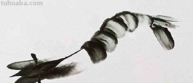 虾怎么画简笔画 虾卡通画? 虾怎么画简笔画 虾卡通画?