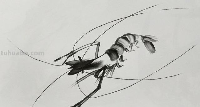 虾怎么画简笔画 虾卡通画? 虾怎么画简笔画 虾卡通画?
