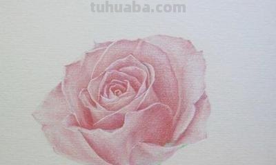 彩铅玫瑰戒指怎么画 铅笔画图片唯美花朵,彩铅玫瑰花教程图片? 彩铅玫瑰戒指怎么画 铅笔画图片唯美花朵,彩铅玫瑰花教程图片?