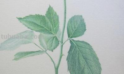 彩铅玫瑰戒指怎么画 铅笔画图片唯美花朵,彩铅玫瑰花教程图片? 彩铅玫瑰戒指怎么画 铅笔画图片唯美花朵,彩铅玫瑰花教程图片?