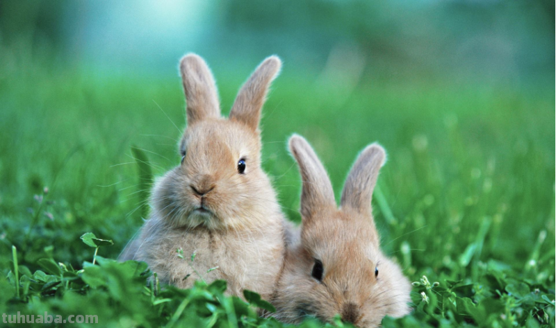 小兔子怎么画简单又可爱