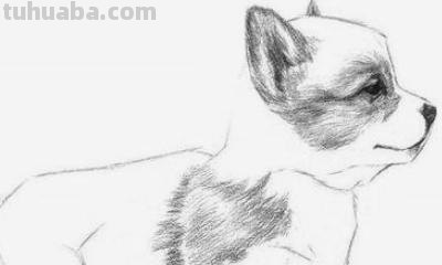 素描彩铅哈士奇怎么画 4年级怎么用彩铅画动物？