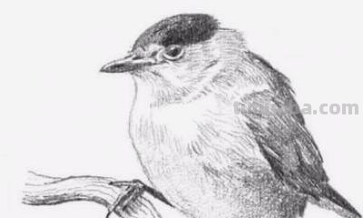 素描彩铅哈士奇怎么画 4年级怎么用彩铅画动物? 素描彩铅哈士奇怎么画 4年级怎么用彩铅画动物?