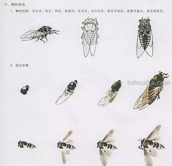 中国国画 几种虫儿的画法