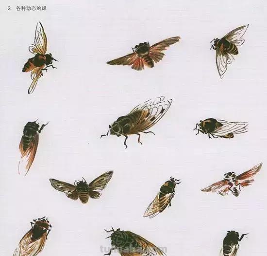 中国国画 几种虫儿的画法