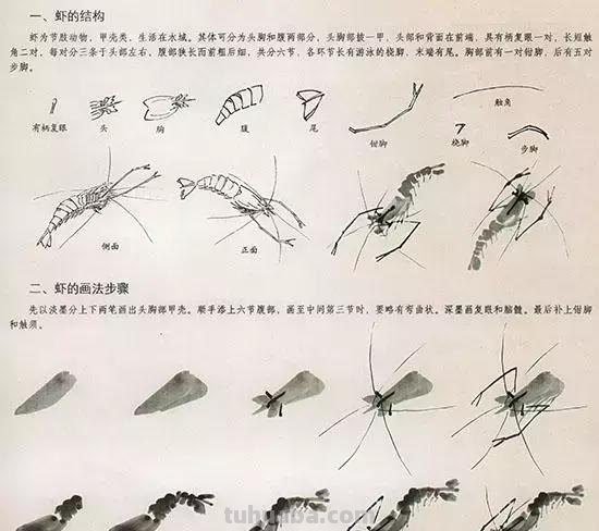中国国画 几种虫儿的画法