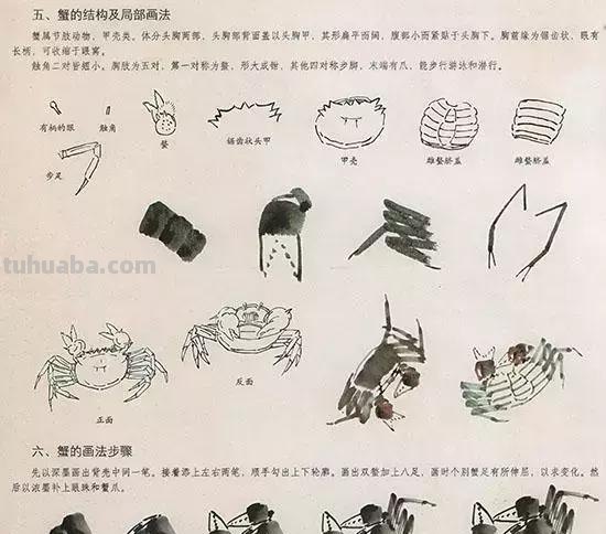 中国国画 几种虫儿的画法